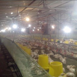 寧津振華溫控設備廠 供應耐用的養殖水暖鍋爐，助力家畜飼養高效發展