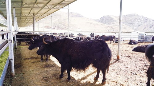 西藏規?；笈７庇夹g取得重大突破，肉類產業迎來新時代