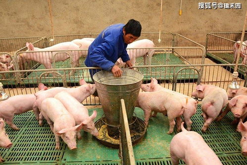 2021年第一周明顯偏冷，春節前可能還有寒潮 畜禽養殖防凍指南與肉類保障策略